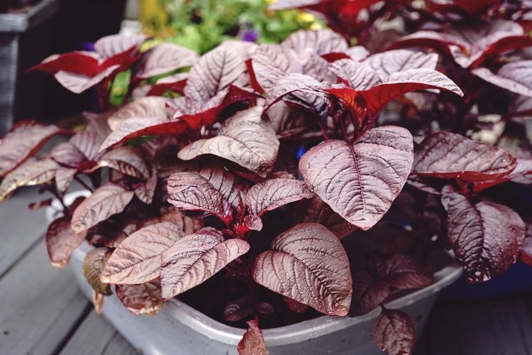 Ilustrasi bayam merah, menanam bayam merah di halaman rumah. 