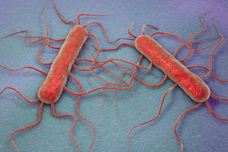 Ilustrasi bakteri Listeria monocytogenes, penyebab penyakit listeria atau listeriosis. Bakteri ini dapat menempel pada makanan dan menyebabkan penyakit.