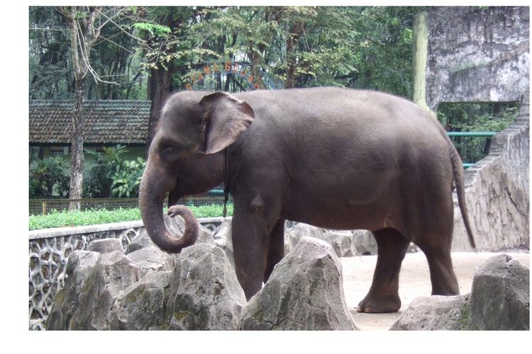 Ilustrasi gajah sumatera. 