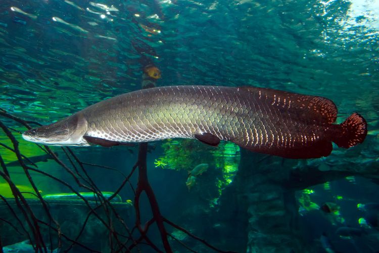 Gambar ikan arapaima. Ikan arapaima (Arapaima gigas) adalah salah satu spesies ikan air tawar terbesar, yang habitat aslinya di Sungai Amazon, Amerika Selatan. 
