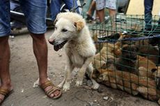 Ribuan Anjing Dipotong dalam Festival Tahunan Makan Daging di Tiongkok