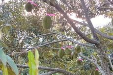 Kebun Durian Musang King di Klaten, dari Hobi Makan Durian Kini Jadi Cuan