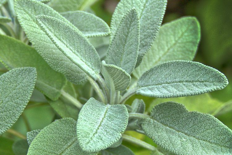 Ilustrasi tanaman sage. 