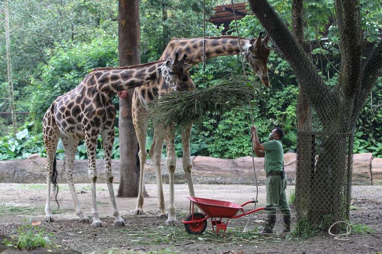 bDarmanto memberi pakan jerapah di Taman Safari Bogor, Sabtu (9/5/2020). Selama penutupan karena adanya Pembatasan Sosial Berskala Besar (PSBB) dampak penyebaran Covid-19, Taman Safari Bogor tetap melakukan pemeliharaan, perawatan kesehatan dan pemberian pakan pada satwa.