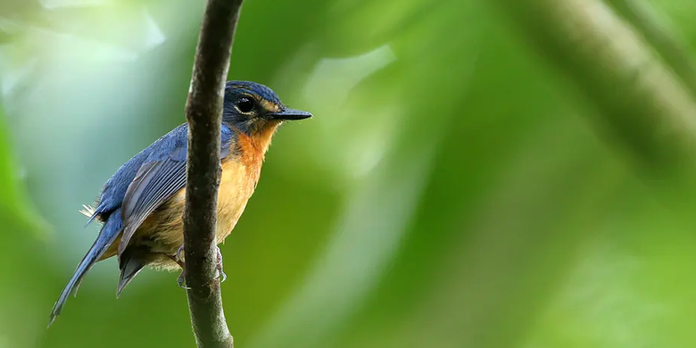 880+ Gambar Burung Indonesia HD