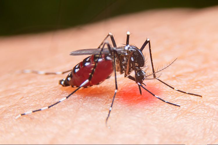 Nyamuk Aedes aegypti penyebab penyakit demam berdarah dengue (DBD). Nyamuk ini berkembang biak dengan menghisap darah manusia, sehingga berpotensi membawa virus dengue penyebab penyakit.
