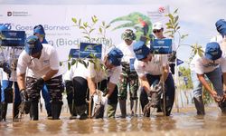 Lindungi Keanekaragaman Hayati, Telkom Tanam 5.000 Bibit Mangrove di Tarakan