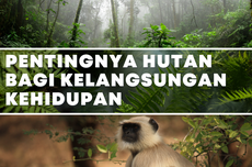 Pentingnya Hutan bagi Kelangsungan Kehidupan