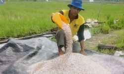 Program Agrosolution Pupuk Kaltim, Kisah Hadi Membangun Ketahanan Pangan Pertanian Organik