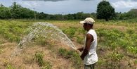 Apakah Kencing di Tanaman Itu Baik atau Buruk?