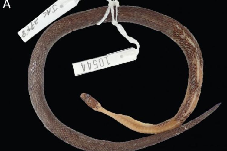Inilah wujud Cenaspis aenigma, ular spesies baru yang ditemukan ada di dalam perut ular lain pada tahun 1970-an.