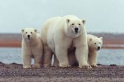 Apakah Beruang Kutub Hibernasi?