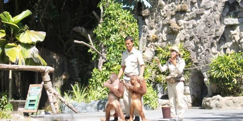 Animal Show menghadirkan sepasang orangutan bernama Nami dan Browni di Bali Safari And Marine Park, Gianyar, Bali.