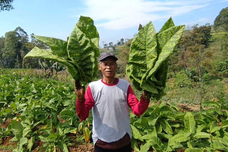 hasil tembakau petani lokal justru anjlok karena sejunlah gudang pabrik rojok tutup tidak menerima tembakau petani. Harga tembakau petani lokal di Magetan hanya Rp 3.500 berbading terbalik dengan tahun sebelumnya yang mencapai Rp 7.000.