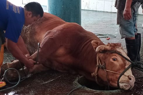 Penjelasan Ahli UGM soal Sapi Menangis Sedih Saat Akan Disembelih