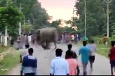 Pria di India Tewas Diinjak Gajah, Videonya Ditonton sampai 180.000 Kali