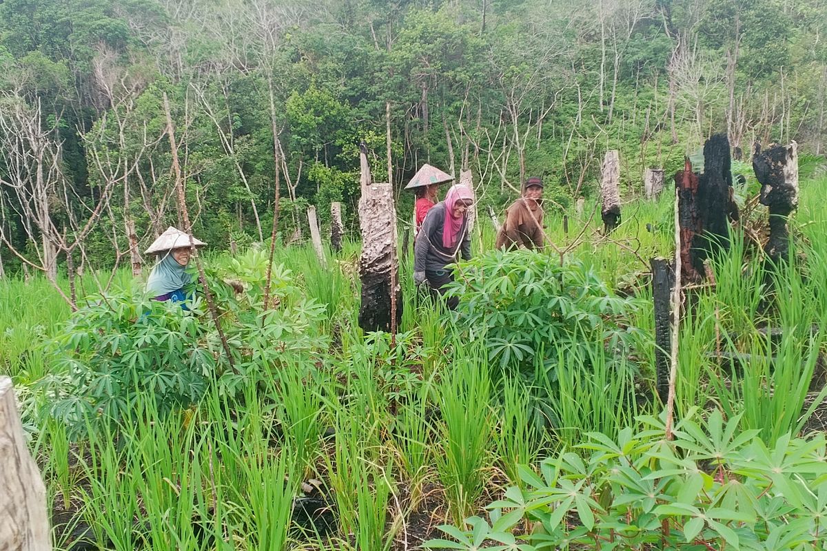 Disri Prigitta (paling kiri) dan para petani perempuan lainnya menggarap ladang salah satu warga dari Desa Kenang, Kecamatan Simpang Hulu, Kabupaten Ketapang, pada Kamis (23/10/2025).