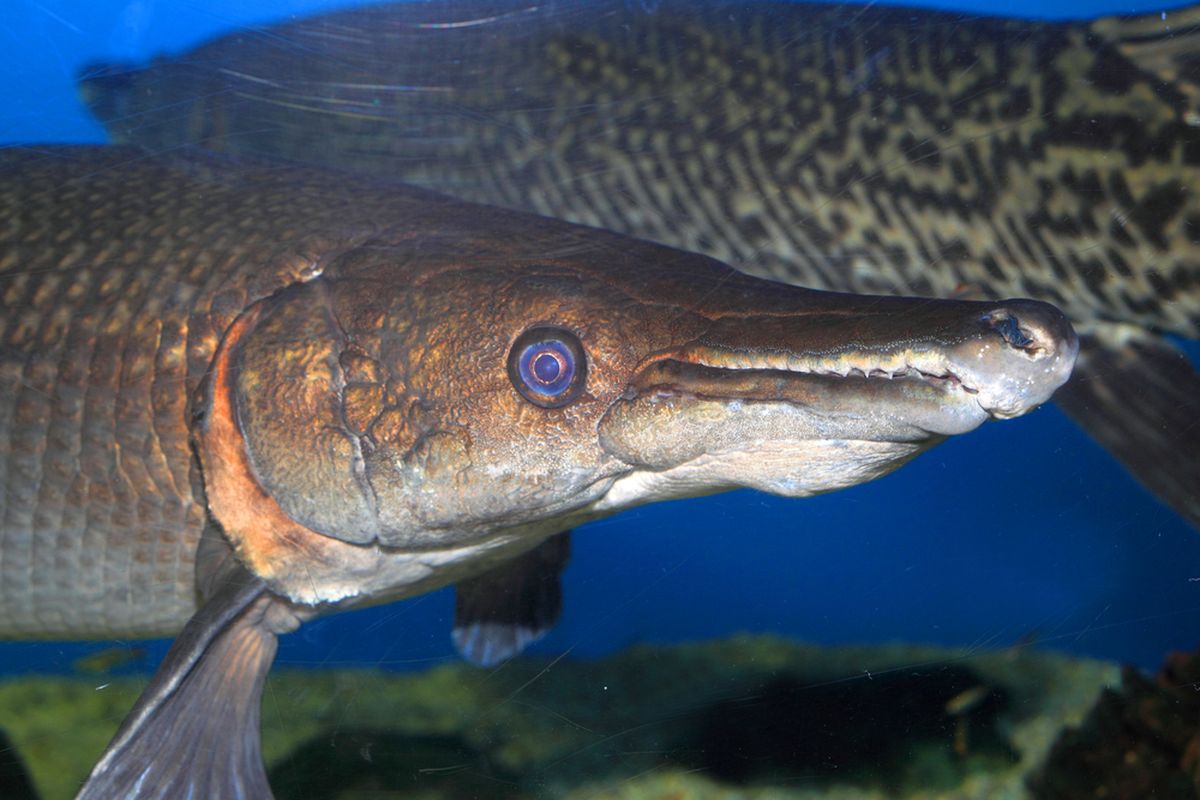 Ikan aligator gar adalah spesies ikan yang dilarang dipelihara di Indonesia. Ikan predator ini memiliki tampilan fisik seperti buaya atau aligator.