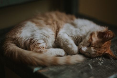 Beberapa Alasan Kucing Menggoyangkan Ekornya Saat Tidur