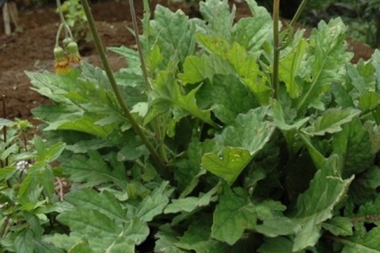 Ilustrasi tanaman daun dewa