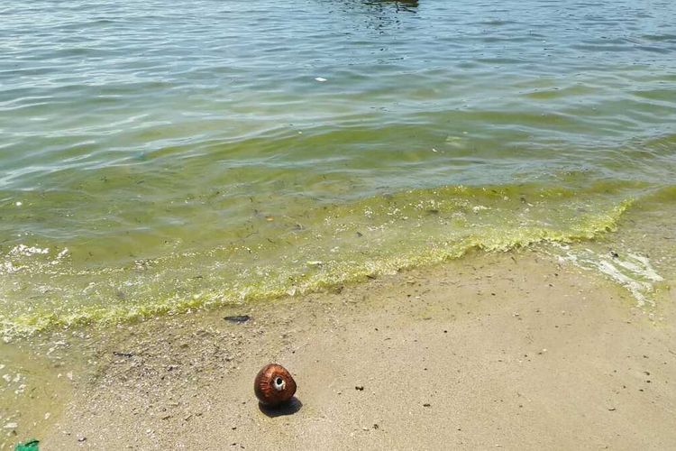 Air laut di Bungus Teluk Kabung, Padang berubah menjadi hijau yang membuat warga menjadi bertanya-tanya, Senin (23/12/2019)