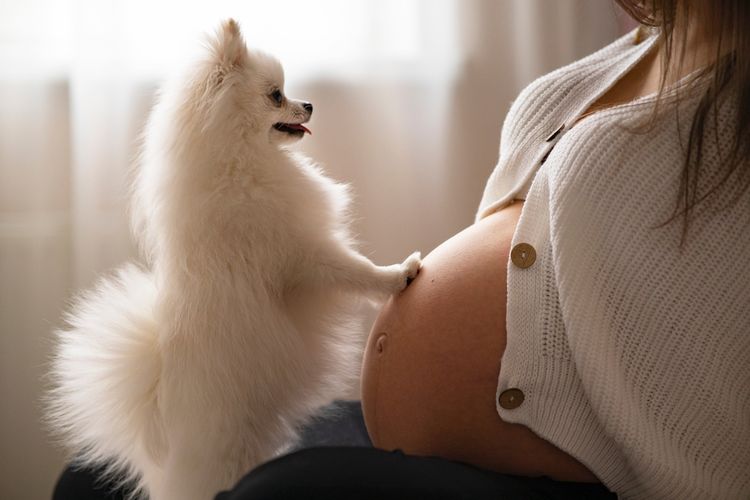 Ilustrasi anjing mendeteksi kehamilan.