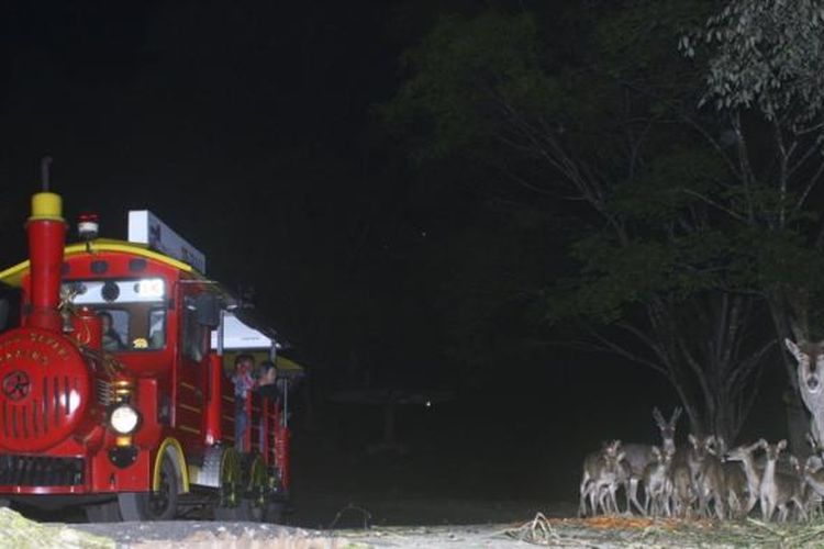 Kereta wisata yang melewati zona herbivora saat Safari Malam.