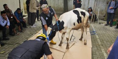 Mengenal JULEHA, Juru Sembelih Halal yang Berperan Penting saat Idul Adha