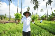 Berawal dari Menggarap Lahan Orang, Edi Kini Punya Tanah Sendiri Berkat KUR BRI