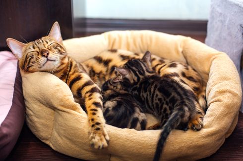6 Alasan Kenapa Kucing Suka Tidur dengan Pemiliknya