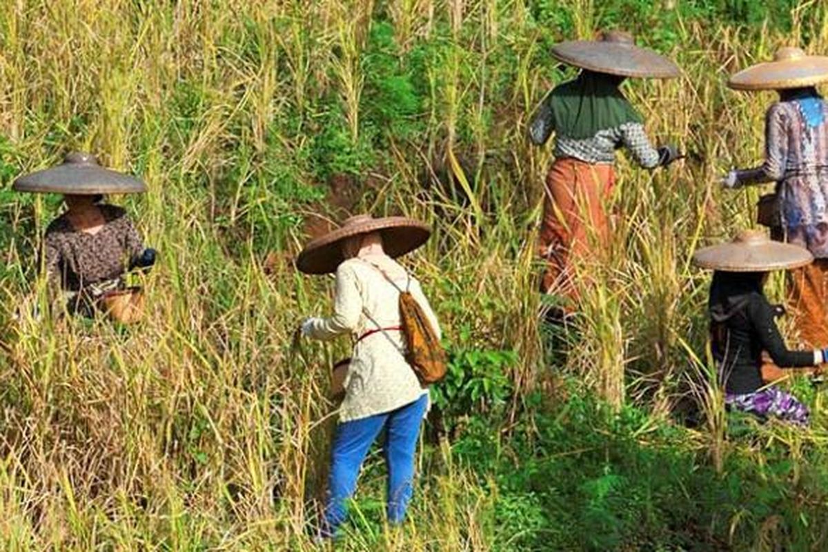 Panen padi bersama di Kampung Ciptagelar, Kecamatan Cisolok, Kabupaten Sukabumi, Jawa Barat.