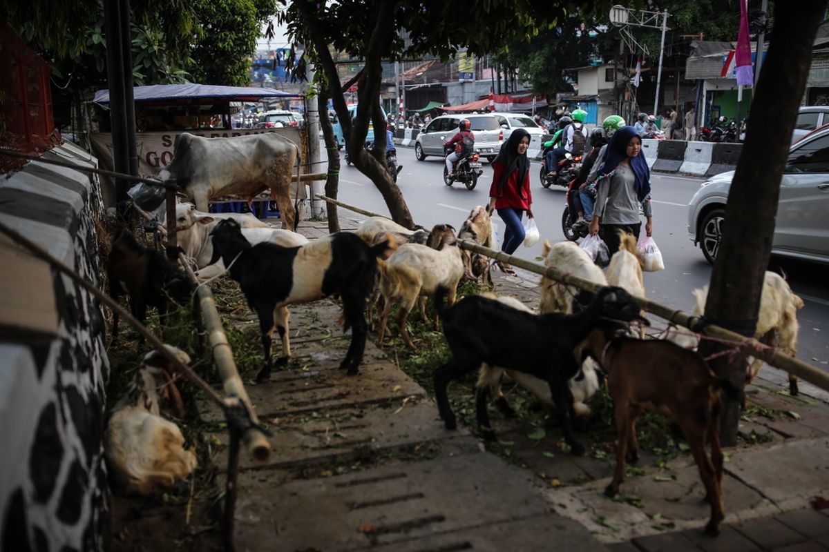 Sejumlah warga melintas disamping hewan kurban di trotoar Jalan KH Mas Mansyur, Tanah Abang, Jakarta Pusat, Kamis (31/8/2017). Menjelang Idul Adha 1438 H, pedagang mulai menjajakkan hewan kurban di pinggir jalan dengan harga bervariasi mulai dari Rp 1,5 juta hingga Rp 8 juta.