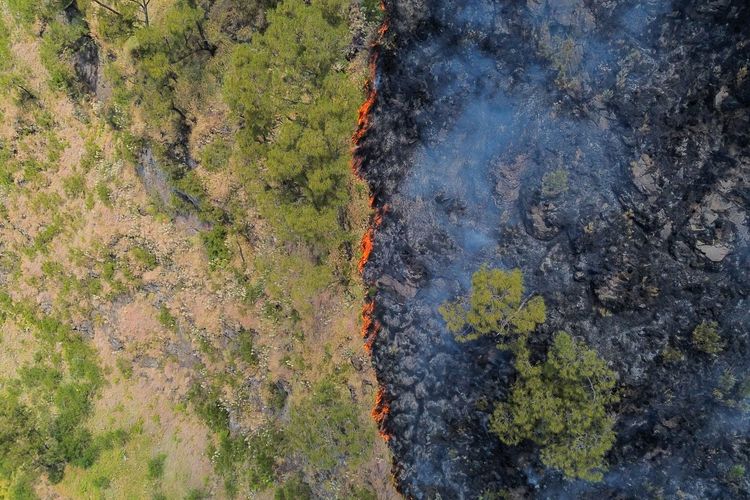 Daftar Gunung di Jawa Timur yang Ditutup akibat Kebakaran Hutan