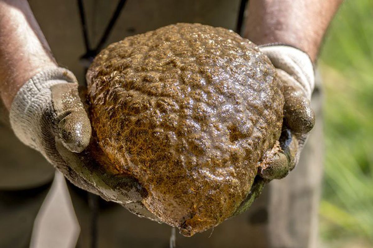 Spesimen Pectinatella magnifica yang ditemukan di laguna buatan, Vancouver, Kanada.