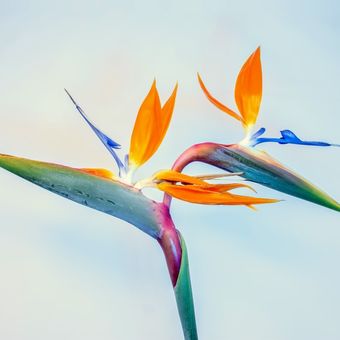 Ilustrasi tanaman burung cendrawasih (Strelitzia reginae)