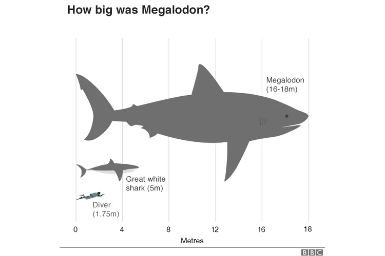 Megalodon berukuran 16 hingga 18 meter, sedangkan hiu putih besar berukurang sekitar 5 meter.