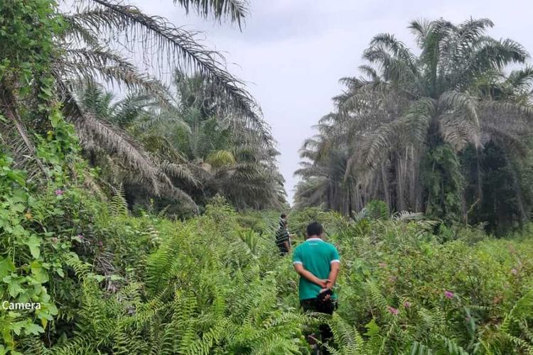 Hamparan kebun sawit milik petani yang tergabung dalam koperasi di Desa Pangkalan Baru, Kecamatan Siak Hulu, Kabupaten Kampar, Riau, Jumat (25/6/2021).