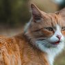 Bukan Cuma Anjing, Kucing Juga Punya Ikatan Kuat dengan Manusia