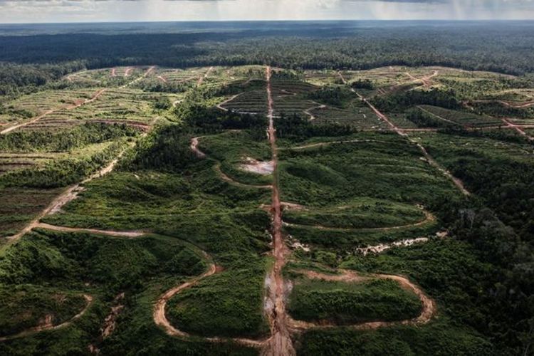 Tak jauh dari hutan adat Petrus, hamparan hutan telah berganti menjadi petak-petak perkebunan kelapa sawit.