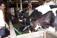 Harga Jual Sapi di Kabupaten Semarang Anjlok, Apa Sebabnya...?