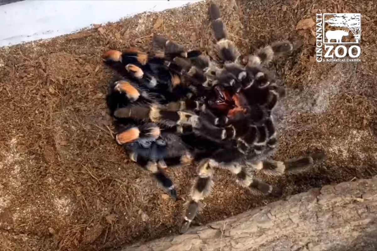 Tarantula merah Meksiko ganti kulit