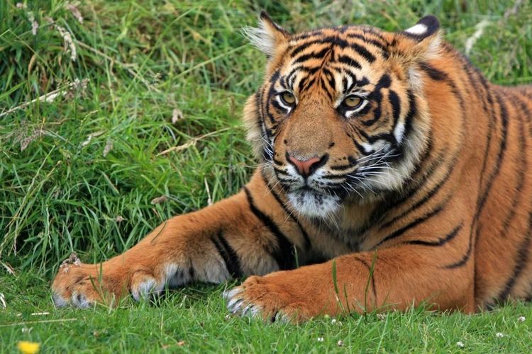Fauna Asiatis: Pengertian, Contoh, dan Cirinya