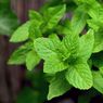 8 Manfaat Daun Mint untuk Kesehatan