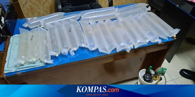 Ekspor Dilarang, KKP Selamatkan Rp 138,4 Miliar dari Penyelundupan Benih Lobster - Vimarsana News