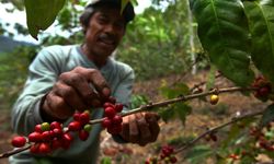BUMDes Dongkrak Produk Unggulan Desa Terpencil