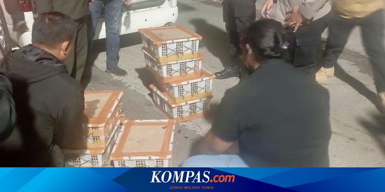 Ratusan Burung Liar Diselundupkan di Pelabuhan Bakauheni