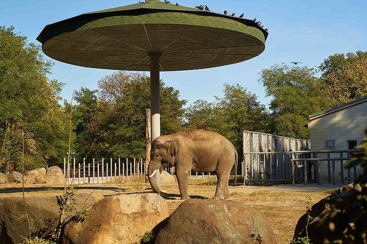 Gajah di Kebun Binatang Kyiv sedang berteduh di bawah payung, (24/09/2019).