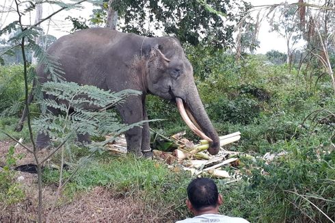 Tempuh Perjalanan Panjang, Kawanan Gajah yang Masuk Kebun Sawit Warga Alami Dehidrasi