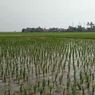 5 Dampak Negatif Pemanasan Global bagi Petani