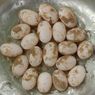 Telur Penyu Diperjualbelikan di Facebook, BKSDA: Itu Satwa Dilindungi, Hati-hati, Bisa Kena Pidana